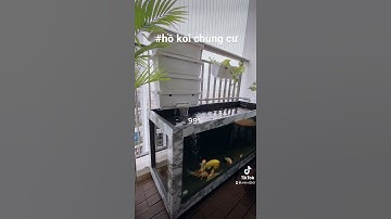 Hồ cá Koi trên ban công chung cư (Koi tank fish on balcony 26 floor)