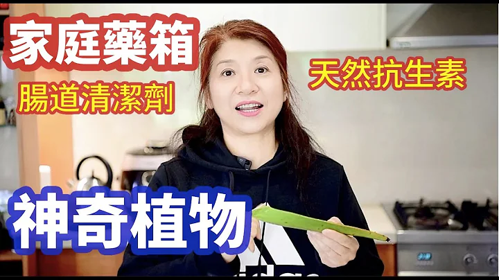 （362）【养生植物】家里有芦荟的注意了，可别不当回事！天然抗生素，神奇的疗愈食物---芦荟！芦荟功效？只是可以保养皮肤吗？怎么吃健康又方便？每天最多可用吃多少？Joanna澳洲生活 - 天天要闻