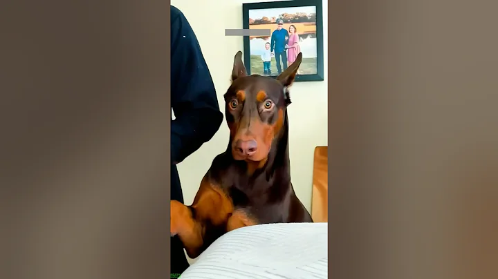 Video 11004111: cat fight funny cute, cat dog fight funny, kittens meowing cute, funny cats dogs clean, scared cats funny