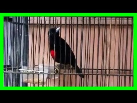 Burung Kepodang Dada Merah Youtube