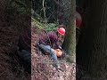 Husqvarna 365 Power! One Clean Cut Fells Big Tree 🔥#Shorts #YouTubeShorts #Viral #Trending