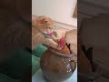 We were having a good time, why did we start fighting. #exlittebeans #funnycats