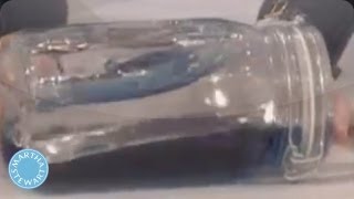 Cómo hacer un océano en una botella - Martha Stewart