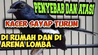 CARA MENGATASI KACER SAYAP TURUN