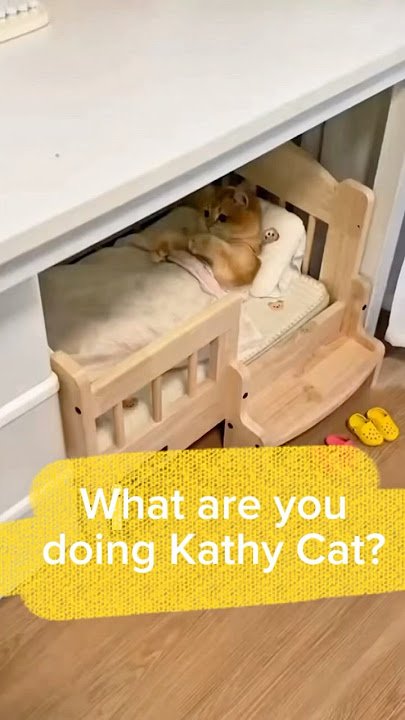 Kathy Cat went viral #funnycat #cutecat #catshorts
