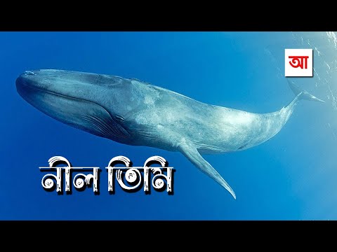 ভিডিও: পৃথিবীর সবচেয়ে নীল জলরাশি