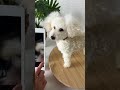 愛犬の分身ちゃんとして　羊毛フェルト作品をお迎えしてみませんか？ペットロスで苦しくい時間をゆっくりと乗り越えていくお手伝いが出来ればと心を込めて手作りしています。#ハンドメイド #わたわたペット
