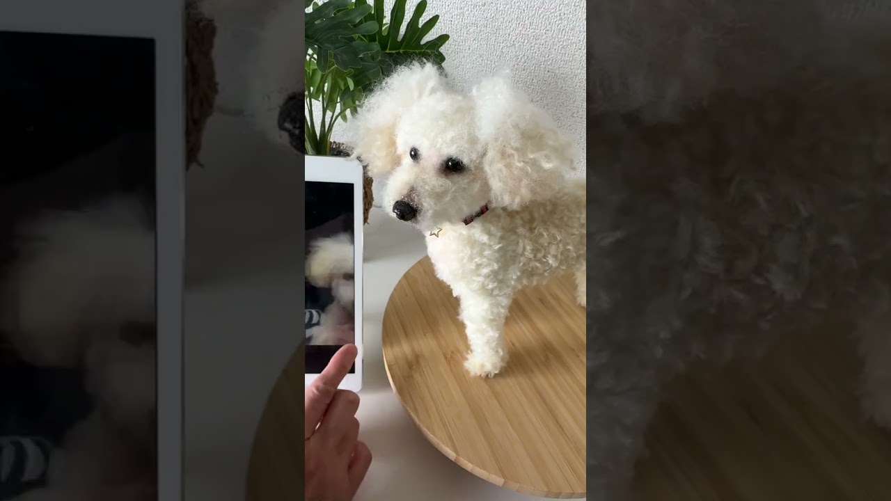 愛犬の分身ちゃんとして　羊毛フェルト作品をお迎えしてみませんか？ペットロスで苦しくい時間をゆっくりと乗り越えていくお手伝いが出来ればと心を込めて手作りしています。#ハンドメイド #わたわたペット