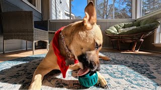 My Dog Tries Woof Pupsicle Pops Interactive Dog Toys For Boredom