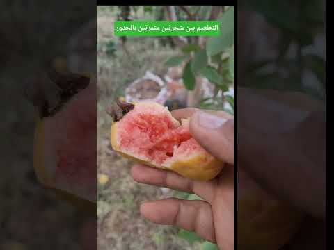 التطعيم بين شجرتين مثمرتين بالجدور