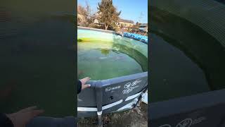 80センチ超の巨大錦鯉 #koi