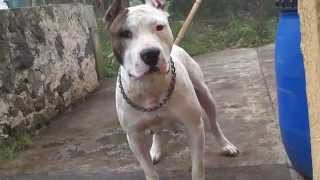 Dukeza Apbt