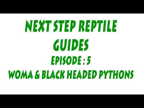 S'N'A Intermediate series: Episode 5 - Woma & Black Headed Python (Genus : Aspidites)