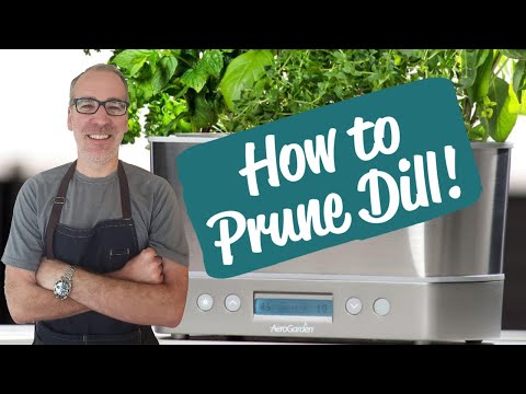 How to Prune Dill | AeroGarden Harvest Elite Review | Day 26