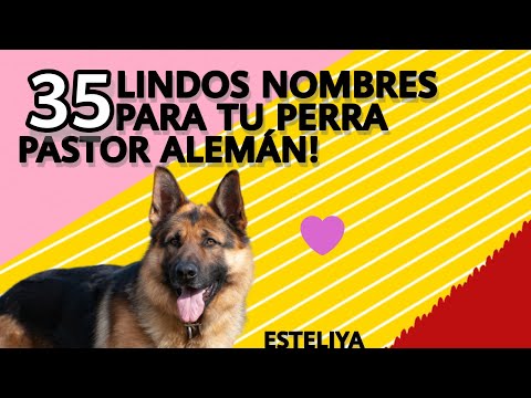 35 NOMBRES SUPER LINDOS PARA TU PERRA PASTOR ALEMÁN! hqdefault