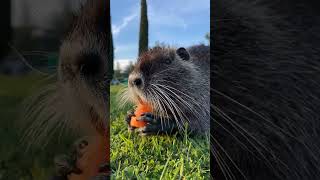 #shorts#?️ yummy#carrot lover#ytshorts#animal videos