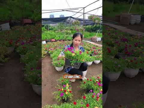Video Hoa mười giờ mix nhiều màu sắc sẵn nụ dễ trồng quay tại làng hoa Phụng Công