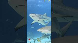 Tiger Shark entourage 🦈🦈🦈😎 #shark #sharks #ocean #explore #adventure Tiger Beach, Bahamas