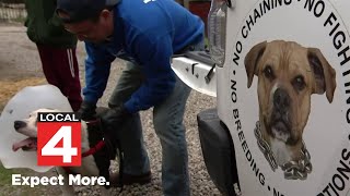 Detroit police killed 74 dogs over 3 years: How this nonprofit is trying to help