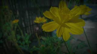 Sayang - sayang || Story Wa