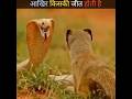"साँप बनाम नेवला 🐍🦝 | आखिर किसकी जीत होती है इस खतरनाक लड़ाई में?" #facts #animals #shorts #trending