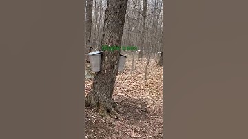 #Maple trees for syrup #original #2023 #montreal #canada
