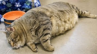 Вася кушает лежа ))) Вася кушает лежа )))