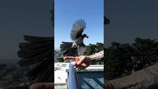 Feeding My Scrub Jay Friend, Mijo #birds #scrubjay #nature #urbanwildlife #birdbuddy #slowmotion