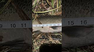 Hatchery chinook video with cell phone