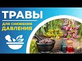 Какие травы помогут быстро снизить высокое давление и улучшить работу сосудов