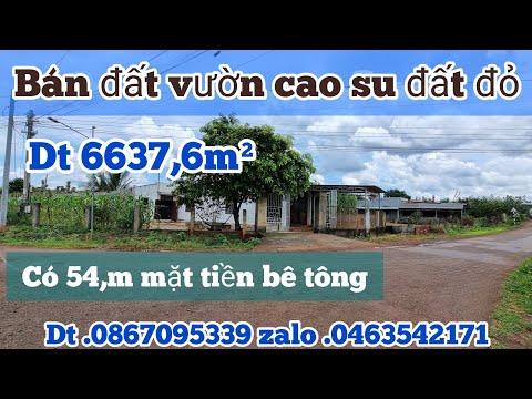 Video bán vườn cao su đẹp tại bình phước (dt 6627,6m² ) có... - youtube