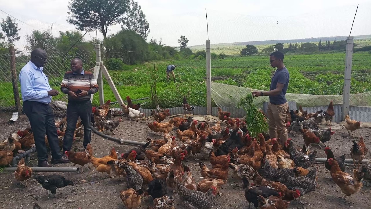 poultry keeping business plan in kenya