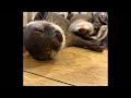 カワウソベビライブ🦦🦦🦦🦦🦦🦦