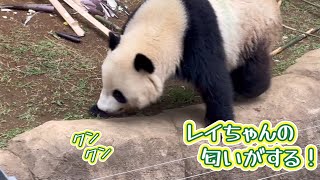 レイちゃんとの思い出の場所に戻って来たシャオくんだけど・・・　5月8日 ueno zoo panda