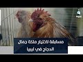 لإبعاد الشباب عن الصراع مسابقة لاختيار ملكة جمال الدجاج في ليبيا لإبعاد الشباب عن الصراع مسابقة لاختيار ملكة جمال الدجاج في ليبيا