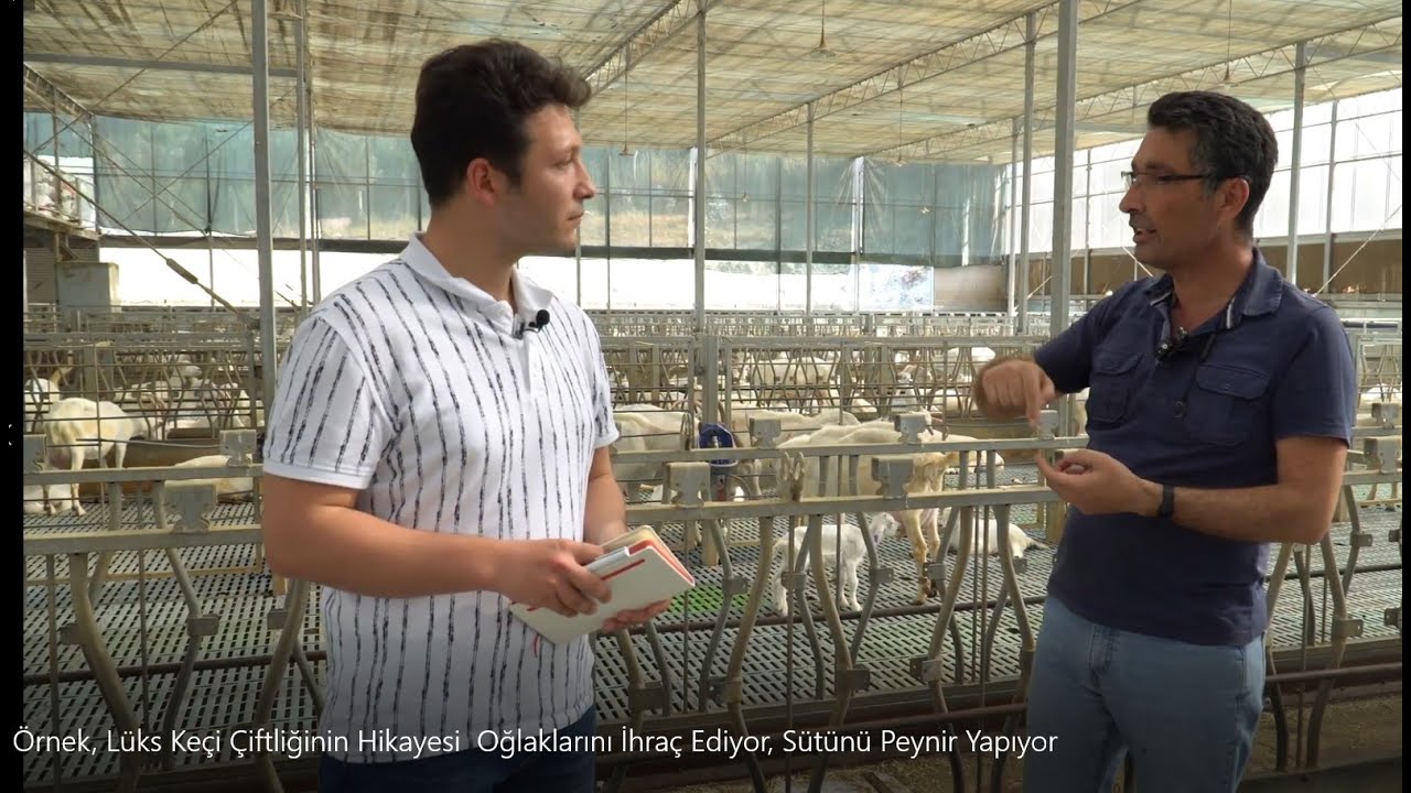 Keçi peynirinin yapılış  hikayesi, Bon SC çiftliği İzmir menderes