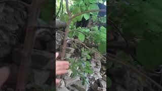 Garden Design - Waterfalls Chaining
