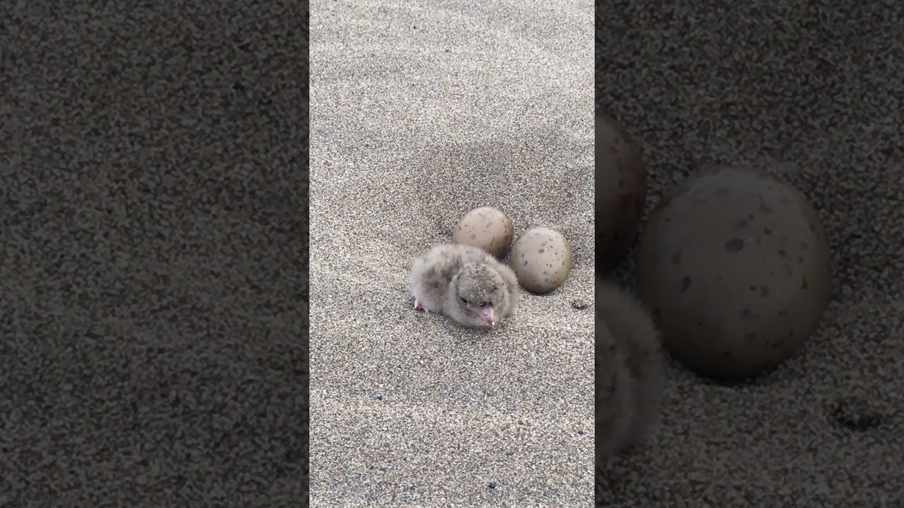Black Skimmer Chicks 