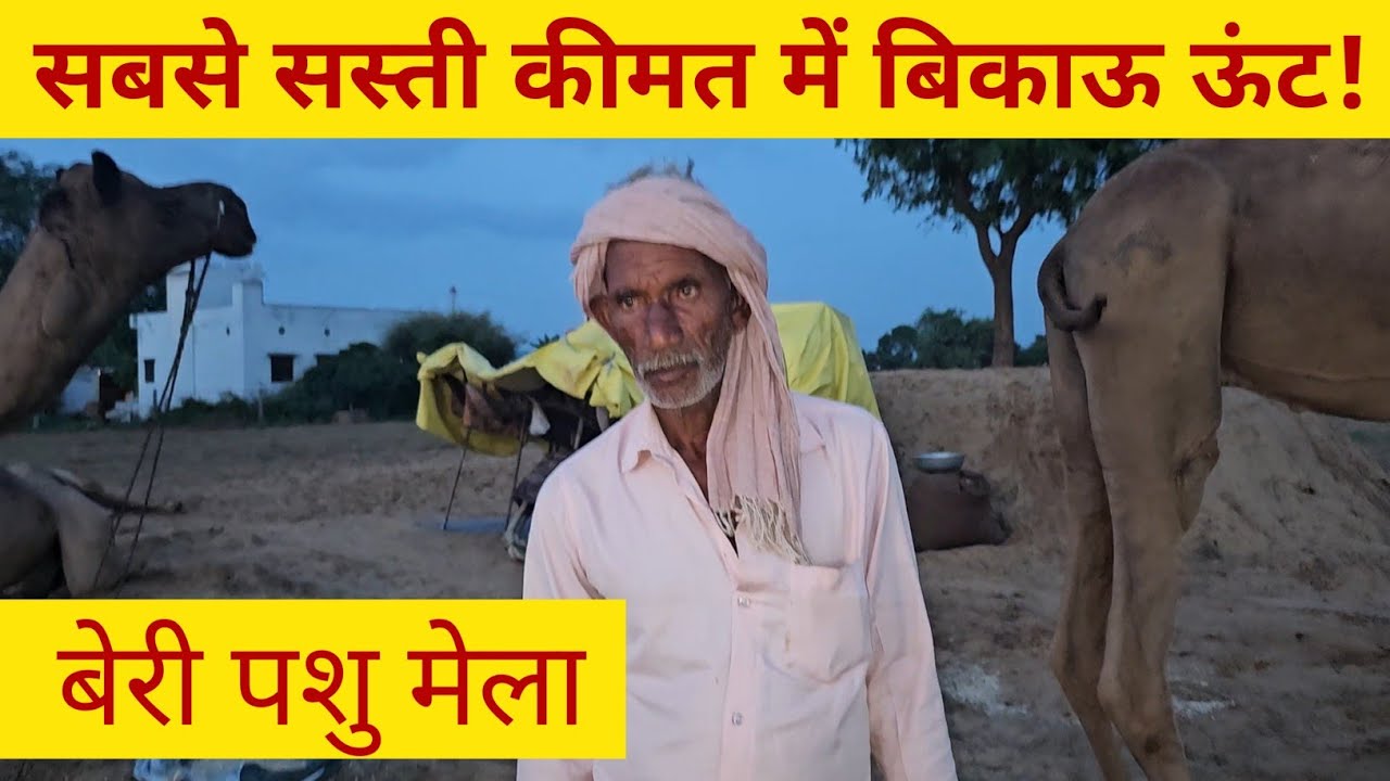 Beri Pashu Mela Live 2025 | सबसे सस्ती कीमत में बिकाऊ ऊंट!