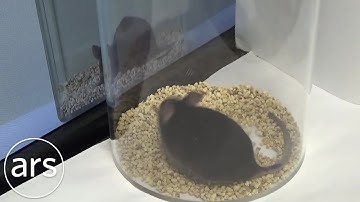 Mouse gets itchy watching video