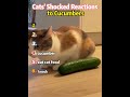 Cats'Shocked Reactionsto Cucumbers#funny #games #montage #shorts