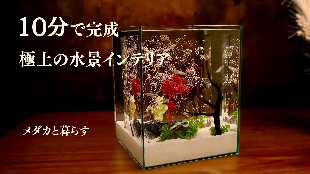 10分で完成】極上の水景インテリア｜メダカ水槽・アクアリウム - YouTube