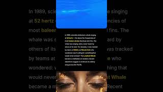 The 52-Hertz Whale: Ocean's Loneliest Voice #Shorts