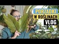 nieWIELKIE porządki przed świętami. Vlog, roślinne aktualizacje Grudzień