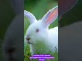 Fakta Unik Kelinci Yang Jarang Diketahui #shorts #short #faktaunikhewan #funfact #kelinci #fakta