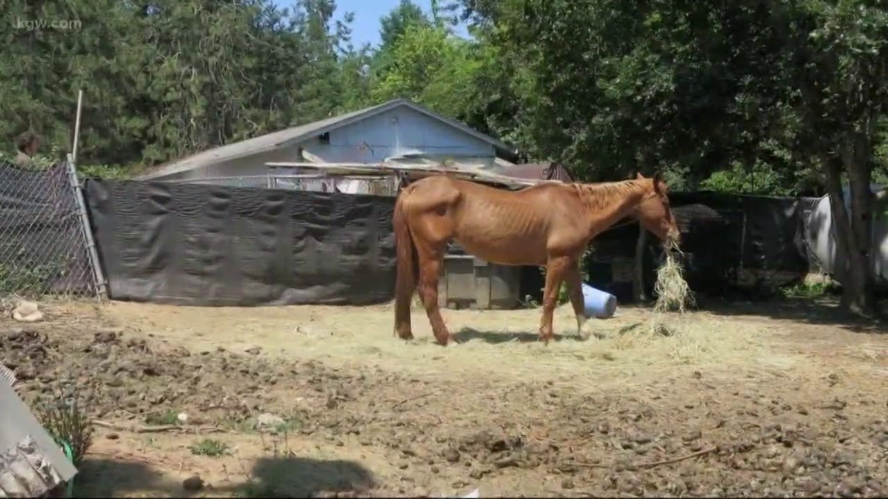 Yamhill County animal abuse investigation YouTube