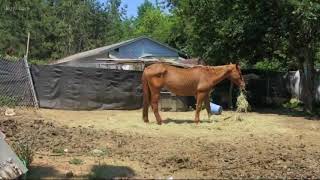 Yamhill County animal abuse investigation