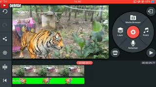Tutorial, cara edit green screen harimau dengan kine master