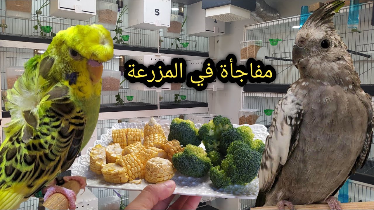 مفاجأة في أعشاش طيوري الجديدة {} تقديم أغلى نوع من الخضر لطيور {} فتح بعض الاعشاش{}