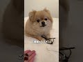 ブチギレポメラニアン